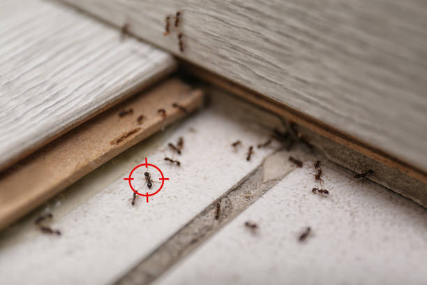 Best Pest Control Cost  in Canterwood, WA
