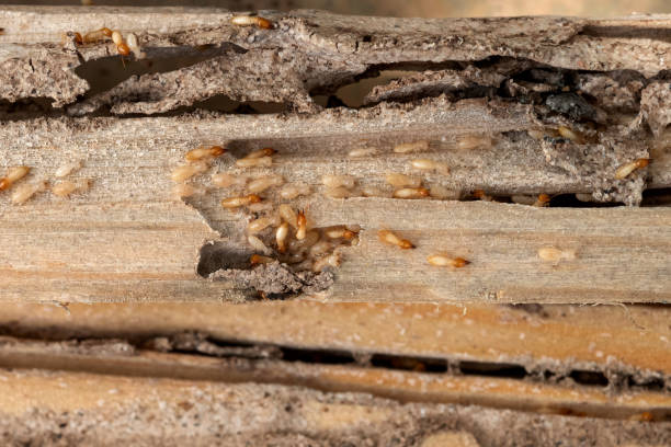 Best Mosquito Control Services  in Canterwood, WA