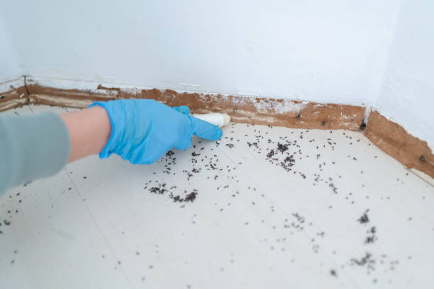 Pest Prevention Services in Canterwood, WA